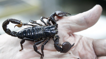 Szigorítják a skorpiótartást