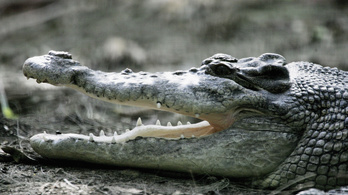 Miért sír a krokodil evés közben?