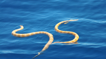 Kihaltnak hitt tengerikígyófajokat találtak