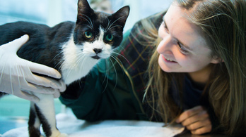 Karácsonyi csoda: megkerült egy 7 éve elkóborolt cica