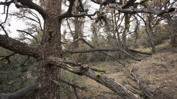 60 millió fa száradt ki Kaliforniában