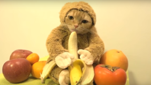 Cukiság vagy szemétség: banánozik a majomjelmezes macska