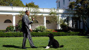 El akarták rabolni Barack Obama cuki kutyáit