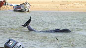 Tömeges delfinpusztulás Indiában