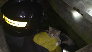 Megmentették a kaposvári tűzoltók a macska egyik életét a kilencből
