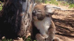 Hallott már koalát hisztizni?