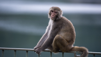 Létrehozták a világ első autista majmait