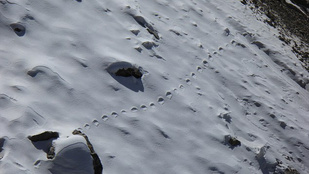 Jetivonulásra utaló nyomokat találtak egy bhutáni hegyen