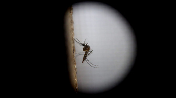 Kínába is megérkezett a zikavírus