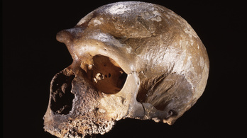 A kulturális hátrány okozhatta a neandervölgyiek vesztét
