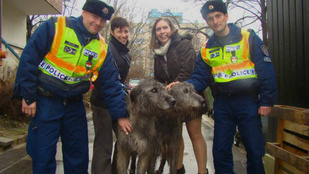 Ezek a jó fej rendőrök két elkóborolt kutyát juttattak haza