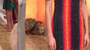 Teknősszex dobta fel a New York-i divatbemutatót