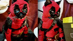 A cosplayező macskánál nincs nagyobb menőség