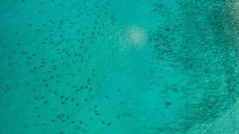 Cápák ezrei úsznak Florida partjainál