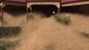 Ördögszekerek tartják rettegésben Ausztrália lakóit