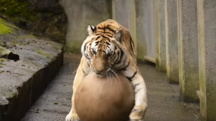 Focizgat a 17 éves tigris, hogy fitt maradjon