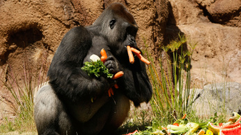 Hallotta már, hogyan énekel a gorilla evés közben?