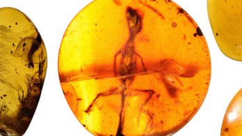 Gyíkot találtak a 99 millió éves borostyánban