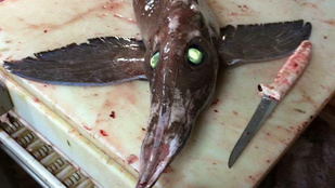 Zölden izzó szemű halszörny hozta a frászt egy kanadai halászra