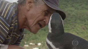 A pingvin, aki minden évben visszatér a megmentőjéhez