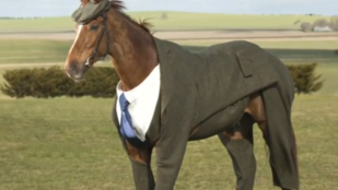 Akar látni egy lovat öltönyben?