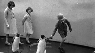 A kép, amin Erzsébet királynő pingvineket hajkurászott 1938-ban