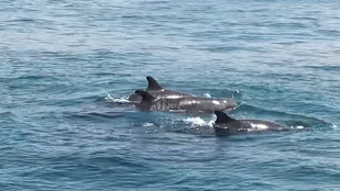 A delfin tényleg mindent megtett, hogy a turisták sose felejtsék el