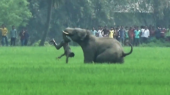 Indiában öt áldozata van az elefántok rohamának