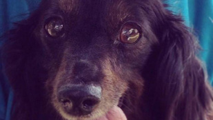Tonnányi szeretet zúdult a 81 éves magányos bácsira, akinek meghalt a kutyája