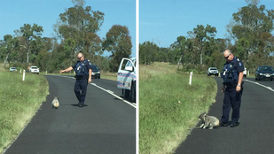 Koala okozott közlekedési dugót Brisbane-ben
