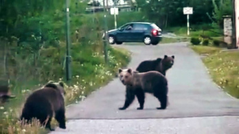 Szükségállapotot hirdettek ki a medvék miatt Szlovákiában