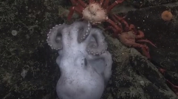 A mélytengeri polip a legönfeláldozóbb anya a világon