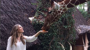 Liz Hurley legújabb barátja egy zsiráf