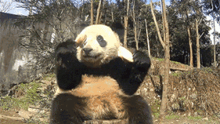 Pandának öltözve akart műsorváltozást, ezért lelőtték