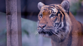 Több tigrist öltek meg idén, mint tavaly egész évben