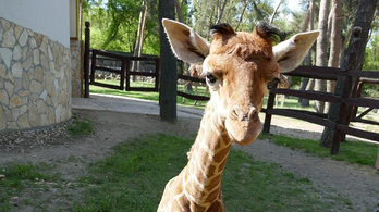 Elpusztult a debreceni állatkert kis zsiráfja