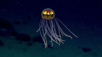 Gyönyörű medúzát találtak az óceán mélyén