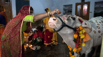 India válasza a felmelegedésre: kevesebbet böfögő tehenek