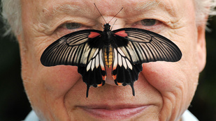 David Attenborough életét bárki megirigyelhetné