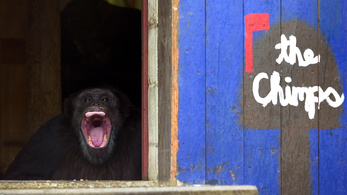 A csimpánzok megértik az emberi jelbeszédet