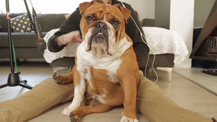Nagyon fontos videó: bulldogzene