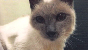 Meghalt a világ legidősebb macskája