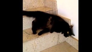 Látott már lépcsőről lefolyó macskát?