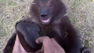 Ez a medvebocs imádja, ha a tappancsát csikizik