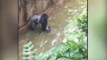 Egy négyéves kisfiú megmentése érdekében lelőttek egy veszélyeztetett gorillát