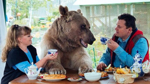 Ismerje meg Sztyepant, az emberként élő orosz medvét