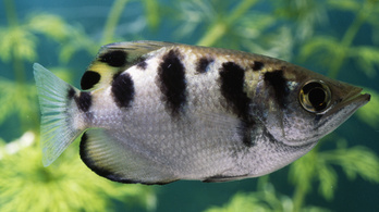 A halak felismerik az emberi arcot