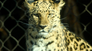 Kiszökött egy leopárd a kifutójából Salt Lake City-ben