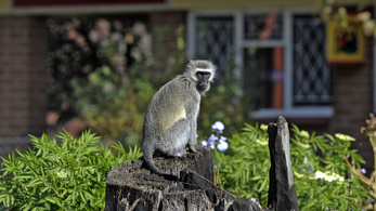 Ügyetlen majom okozott országos áramszünetet Kenyában
