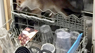 Az ember, aki rókát talált a mosogatógépében
